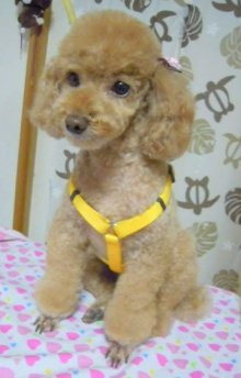 神奈川県大和市の小型犬専門トリミングサロンTenderのブログ