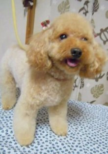 神奈川県大和市の小型犬専門トリミングサロンTenderのブログ