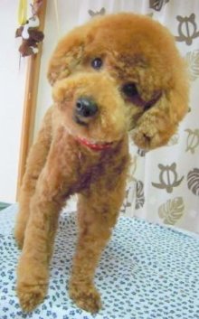 神奈川県大和市の小型犬専門トリミングサロンTenderのブログ