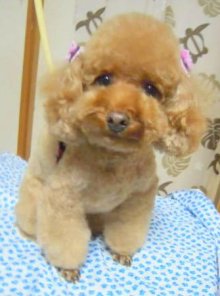 神奈川県大和市の小型犬専門トリミングサロンTenderのブログ