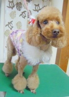 神奈川県大和市の小型犬専門トリミングサロンTenderのブログ