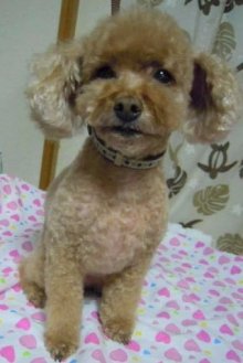 神奈川県大和市の小型犬専門トリミングサロンTenderのブログ