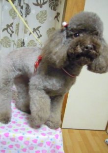 神奈川県大和市の小型犬専門トリミングサロンTenderのブログ