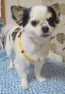 神奈川県大和市の小型犬専門トリミングサロンTenderのブログ