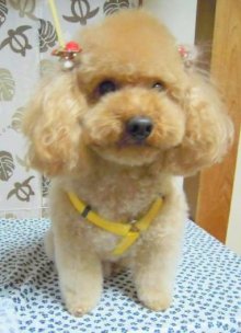 神奈川県大和市の小型犬専門トリミングサロンTenderのブログ