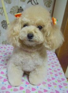 神奈川県大和市の小型犬専門トリミングサロンTenderのブログ