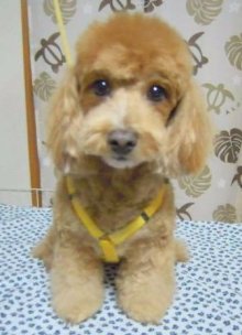 神奈川県大和市の小型犬専門トリミングサロンTenderのブログ