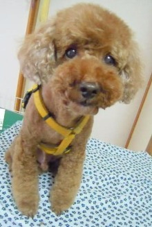 神奈川県大和市の小型犬専門トリミングサロンTenderのブログ