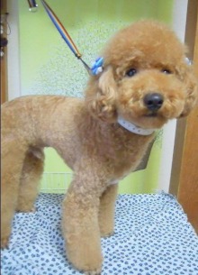 神奈川県大和市の小型犬専門トリミングサロンTenderのブログ