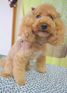 神奈川県大和市の小型犬専門トリミングサロンTenderのブログ