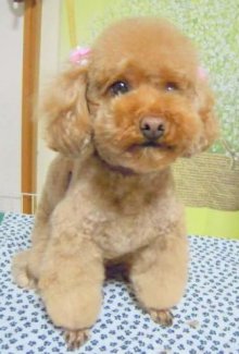 神奈川県大和市の小型犬専門トリミングサロンTenderのブログ