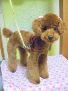 神奈川県大和市の小型犬専門トリミングサロンTenderのブログ