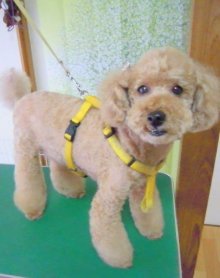 神奈川県大和市の小型犬専門トリミングサロンTenderのブログ