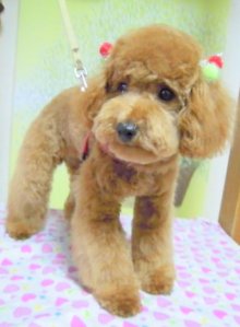 神奈川県大和市の小型犬専門トリミングサロンTenderのブログ