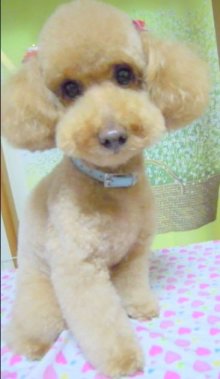 神奈川県大和市の小型犬専門トリミングサロンTenderのブログ