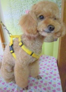 神奈川県大和市の小型犬専門トリミングサロンTenderのブログ