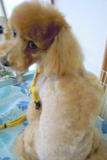 神奈川県大和市の小型犬専門トリミングサロンTenderのブログ