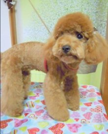 神奈川県大和市の小型犬専門トリミングサロンTenderのブログ