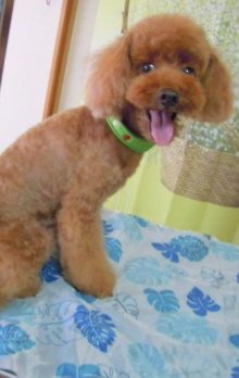 神奈川県大和市の小型犬専門トリミングサロンTenderのブログ