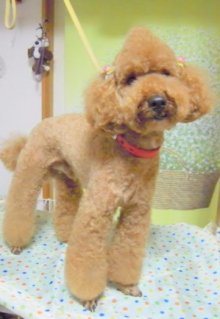 神奈川県大和市の小型犬専門トリミングサロンTenderのブログ