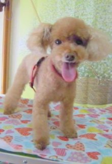 神奈川県大和市の小型犬専門トリミングサロンTenderのブログ