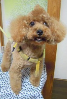 神奈川県大和市の小型犬専門トリミングサロンTenderのブログ