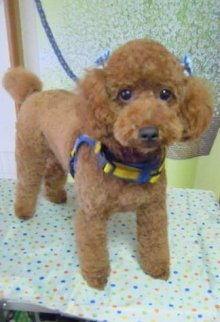 神奈川県大和市の小型犬専門トリミングサロンTenderのブログ