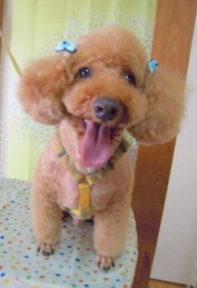 神奈川県大和市の小型犬専門トリミングサロンTenderのブログ