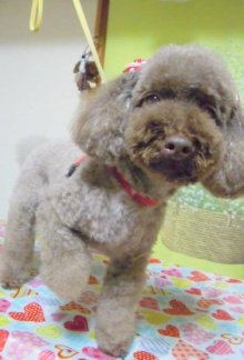 神奈川県大和市の小型犬専門トリミングサロンTenderのブログ