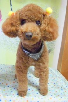 神奈川県大和市の小型犬専門トリミングサロンTenderのブログ