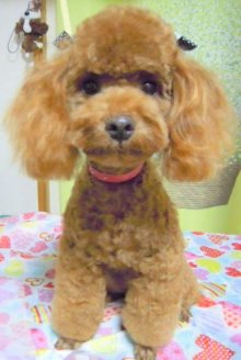 神奈川県大和市の小型犬専門トリミングサロンTenderのブログ