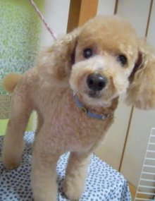 神奈川県大和市の小型犬専門トリミングサロンTenderのブログ