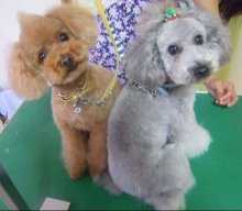 神奈川県大和市の小型犬専門トリミングサロンTenderのブログ