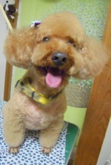 神奈川県大和市の小型犬専門トリミングサロンTenderのブログ