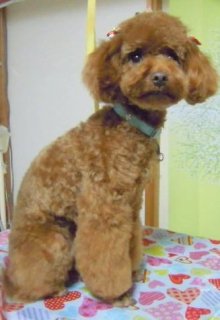 神奈川県大和市の小型犬専門トリミングサロンTenderのブログ