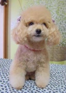 神奈川県大和市の小型犬専門トリミングサロンTenderのブログ