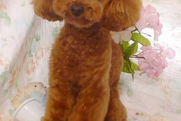 大福くん