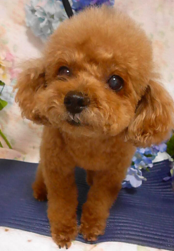 プーちゃん