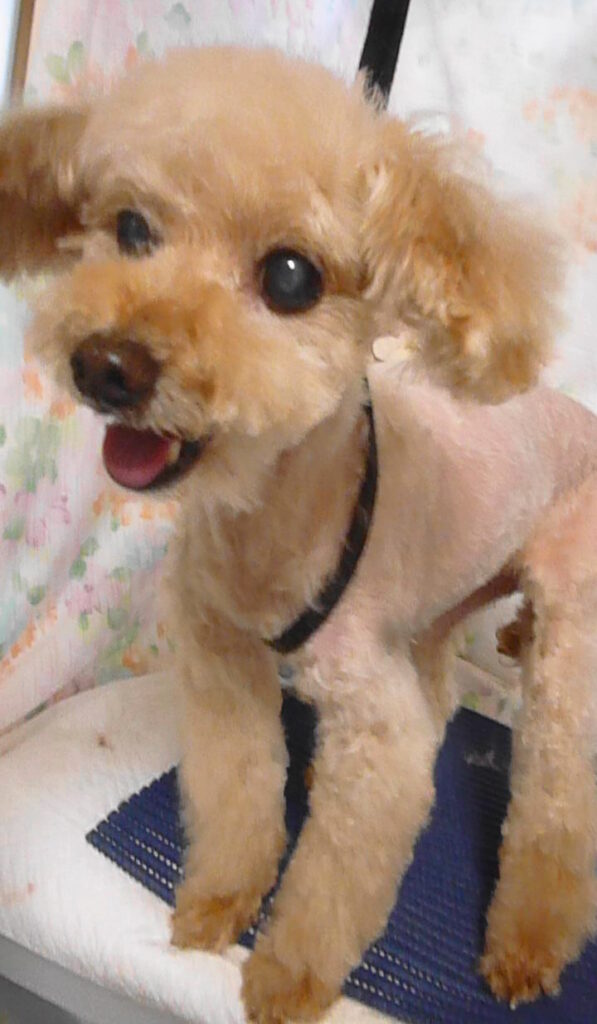 もこちゃん