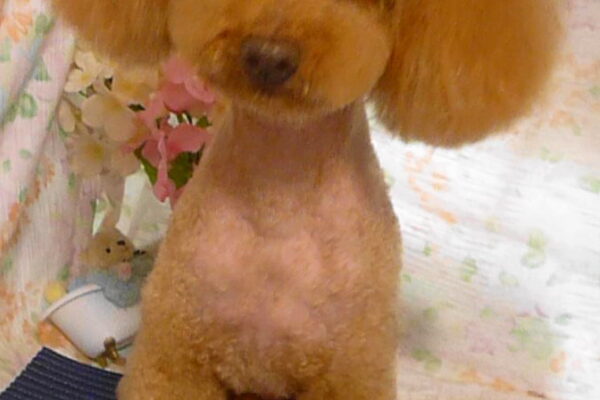 TEDくん＆ポポくん