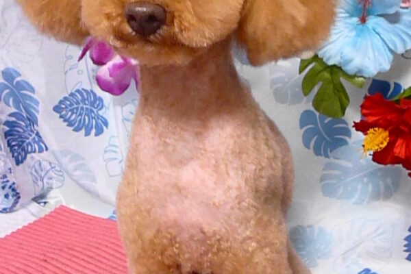 TEDくん＆ポポくん