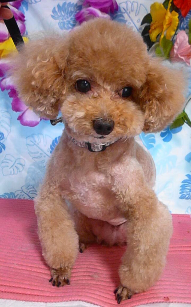 ぷう太くん＆テッドくん