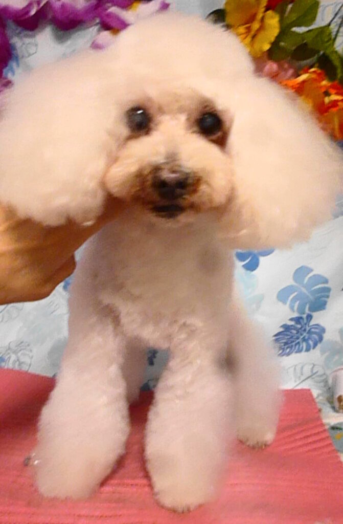 ポップコーンくん