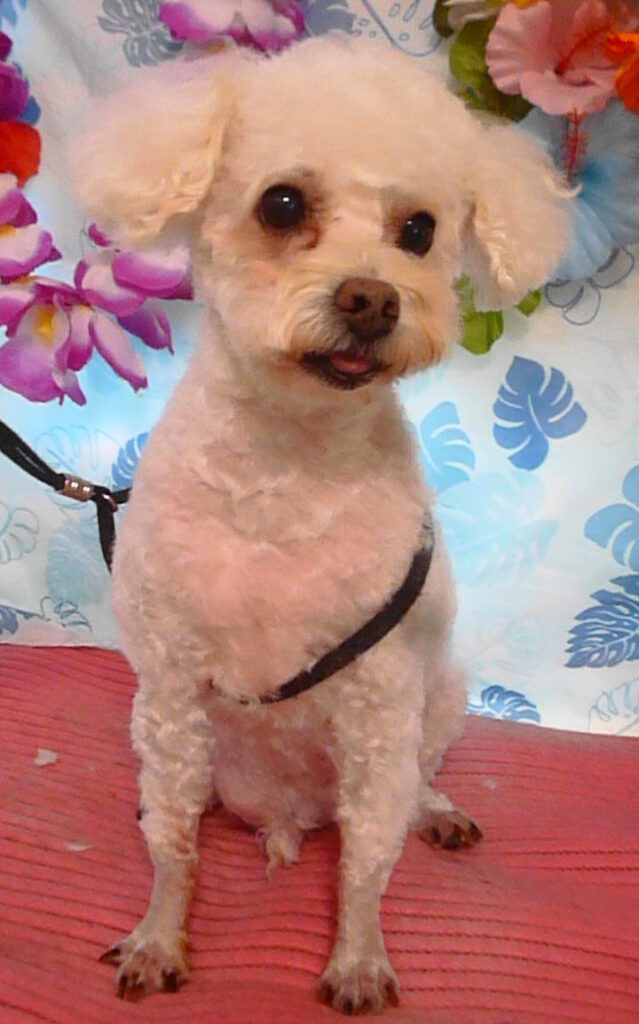 ぷりんちゃん＆みりんちゃん