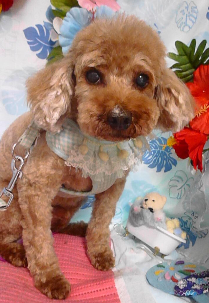 ベベくん＆リリちゃん