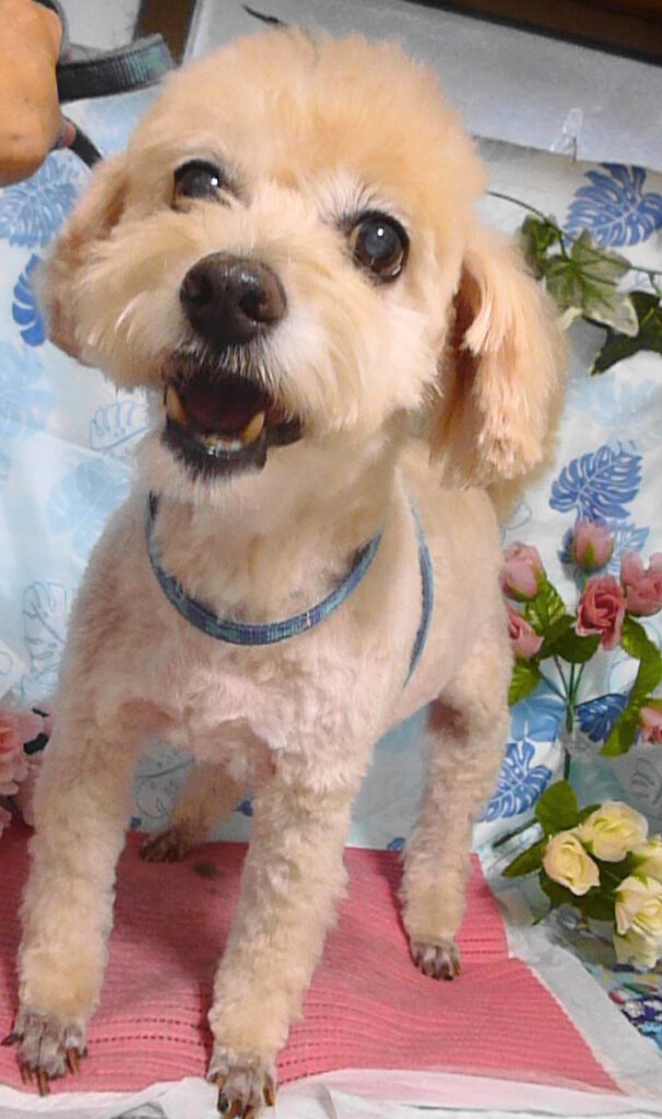 ダッフィーくん