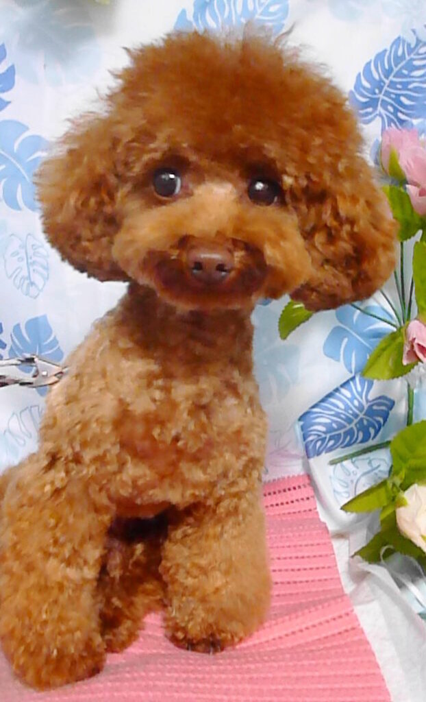 コテツくん