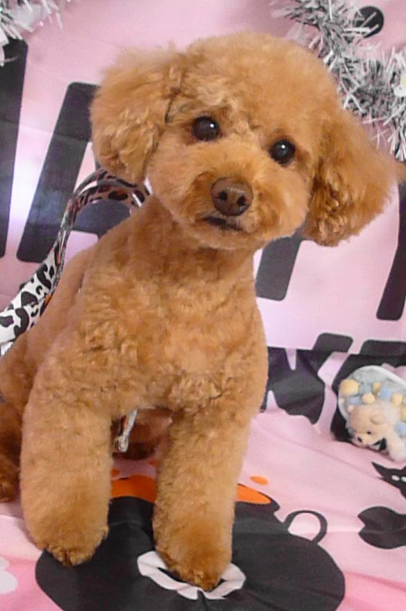 シェリーちゃん