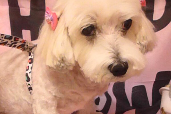 クッキーちゃん