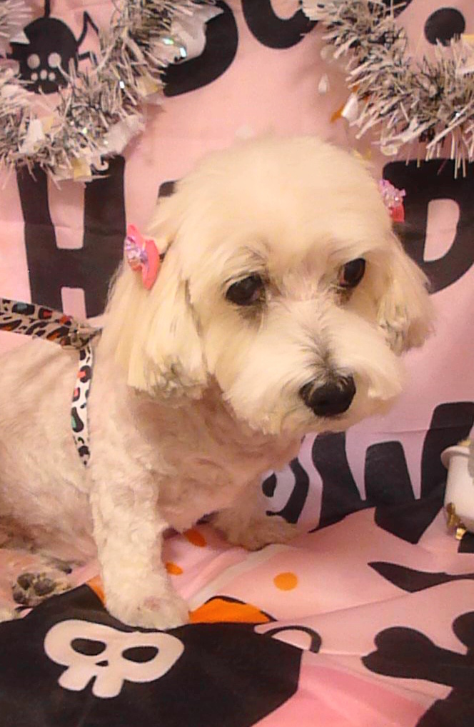 クッキーちゃん